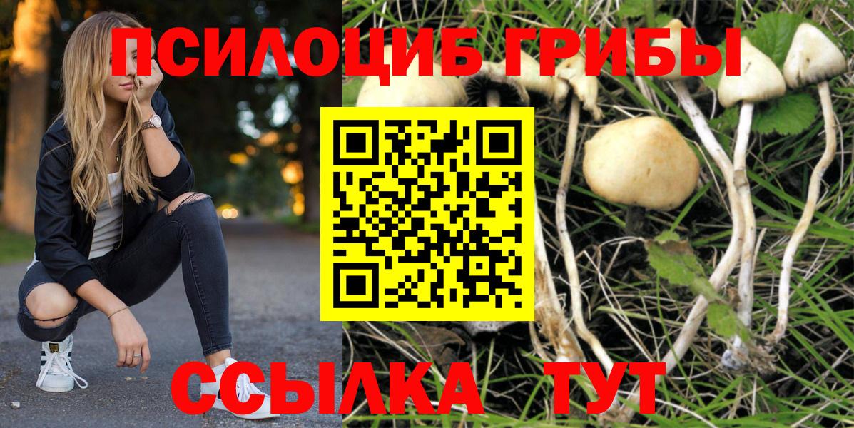 Псилоцибиновые грибы мицелий  магазин    Дербент  Вход с VPN  Галлюциногенные грибы Psilocybe 