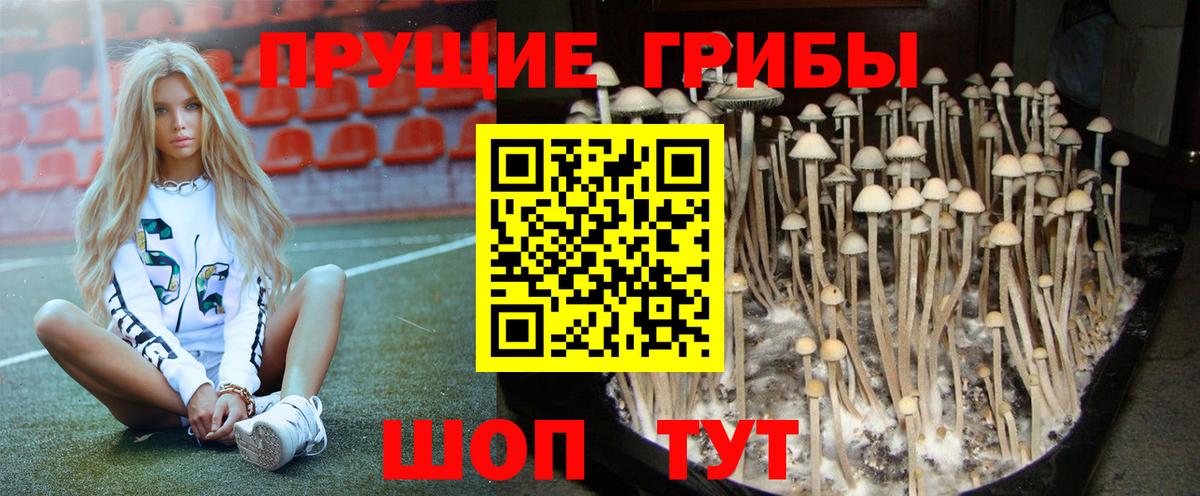 Псилоцибиновые грибы Cubensis Дербент
